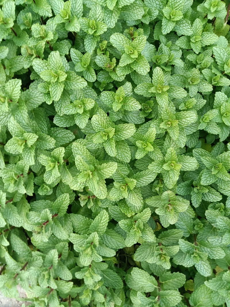皱叶菜苗薄荷苗现货可接受预订