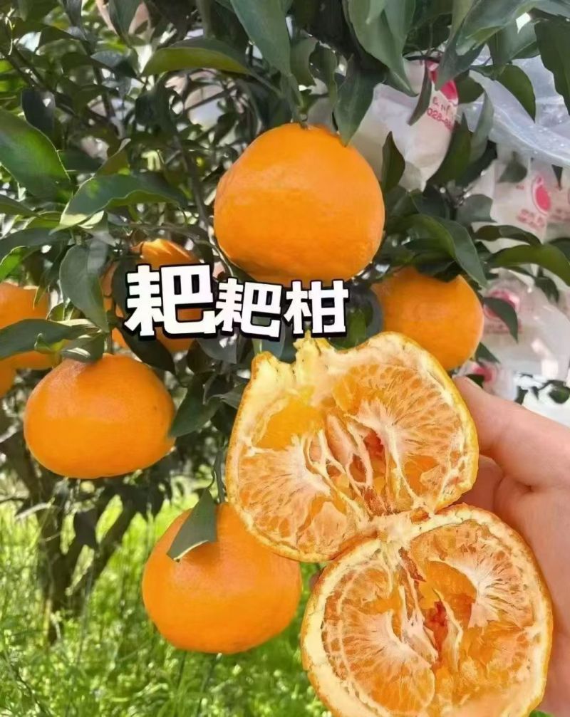 四川春见耙耙柑产地直发量大从优诚信合作欢迎来电咨询