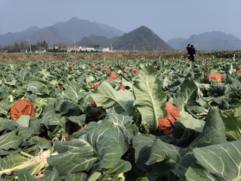 贵州遵义湄潭县西河本地花菜，得天独厚的土壤，原生态环境