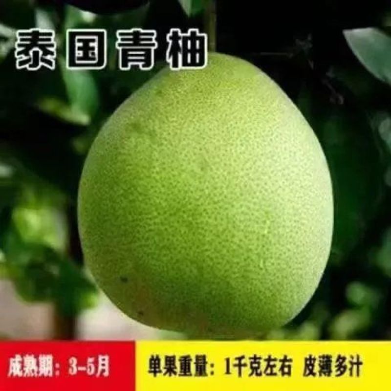 正宗柚子苗，红心三红苗南北方种植盆栽地栽当年结果