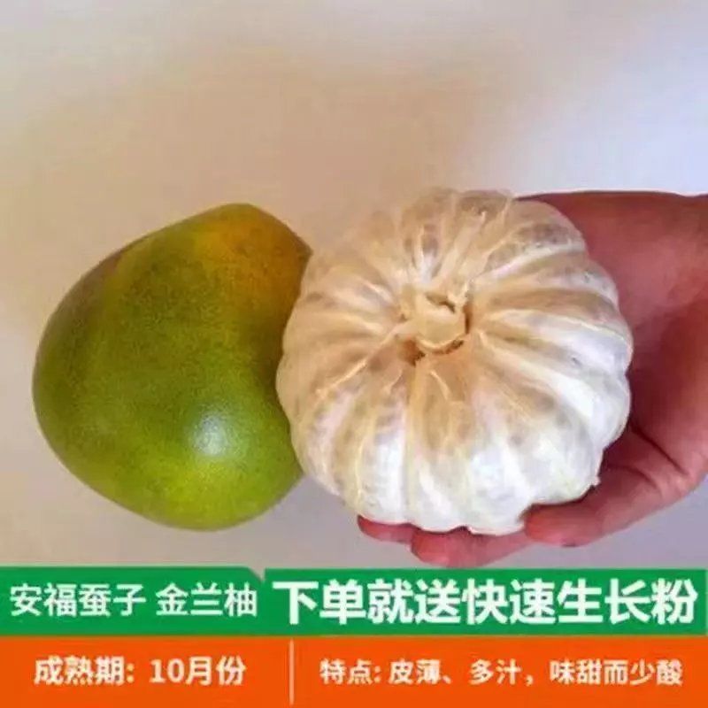 正宗柚子苗，红心三红苗南北方种植盆栽地栽当年结果