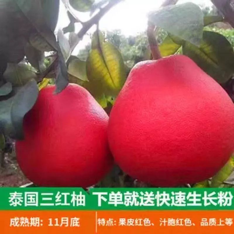 正宗柚子苗，红心三红苗南北方种植盆栽地栽当年结果