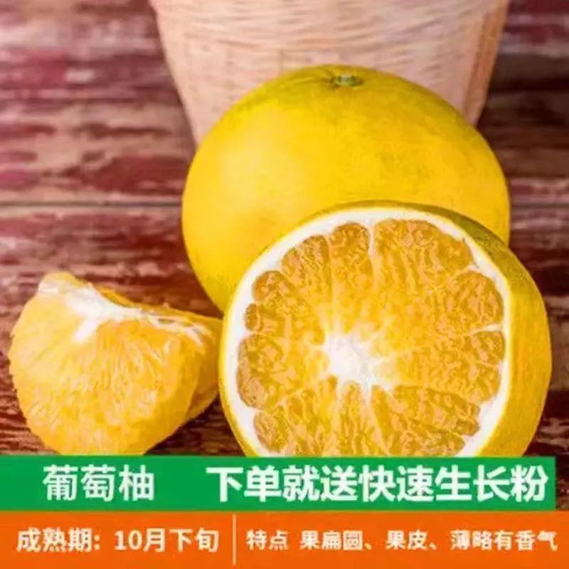 正宗柚子苗，红心三红苗南北方种植盆栽地栽当年结果