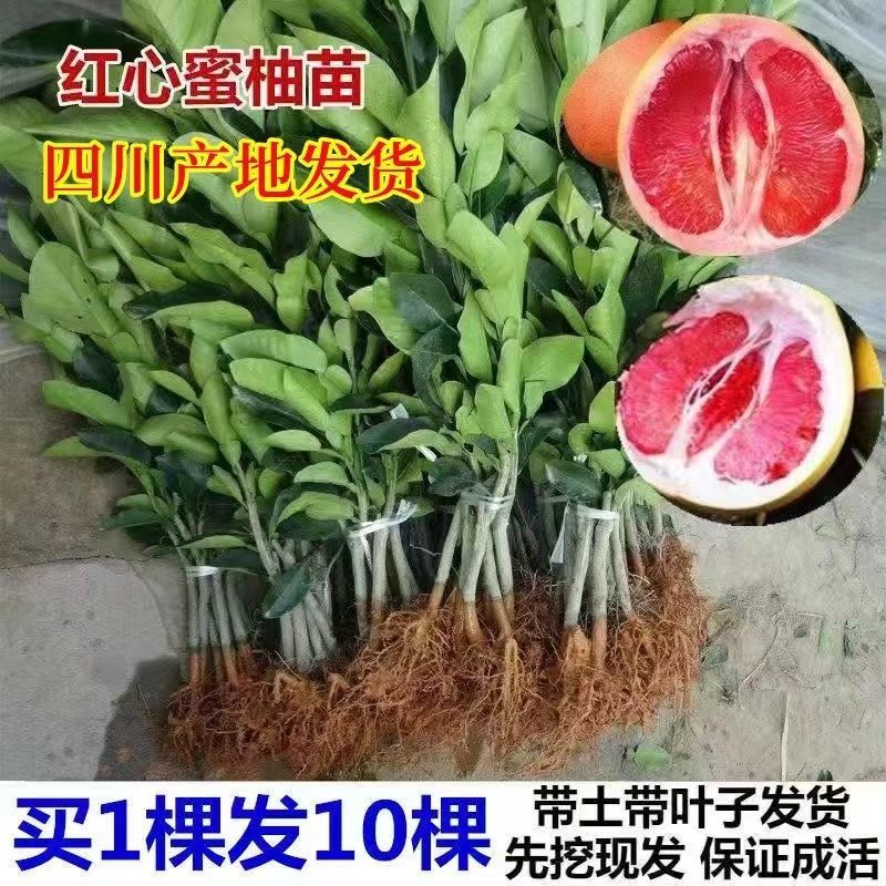 正宗柚子苗，红心三红苗南北方种植盆栽地栽当年结果