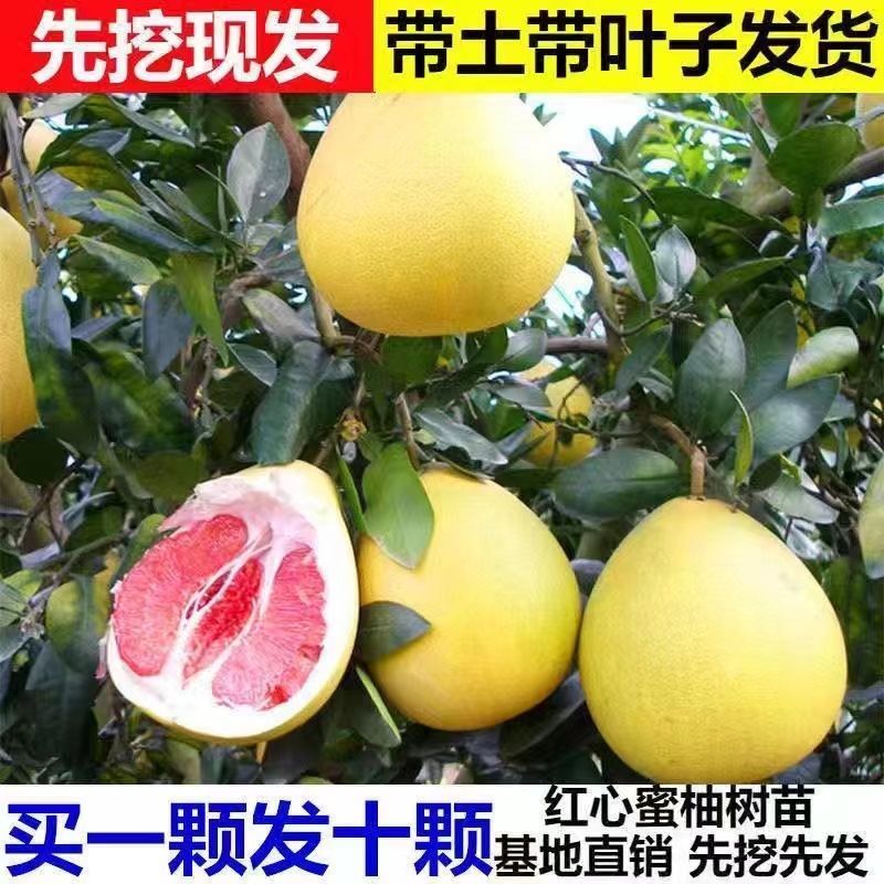 正宗柚子苗，红心三红苗南北方种植盆栽地栽当年结果