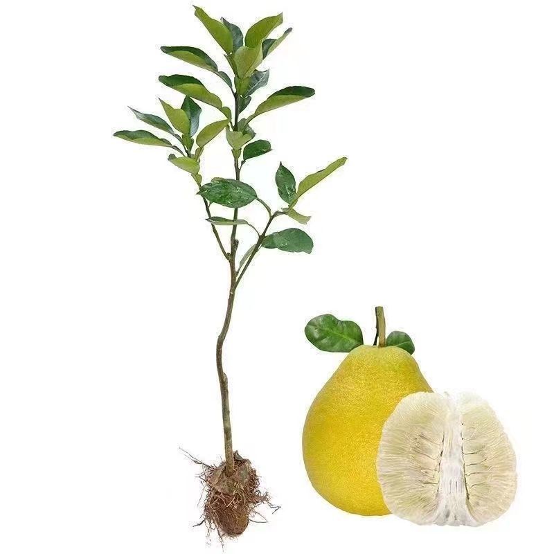 正宗柚子苗，红心三红苗南北方种植盆栽地栽当年结果