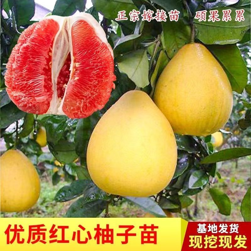 正宗柚子苗，红心三红苗南北方种植盆栽地栽当年结果