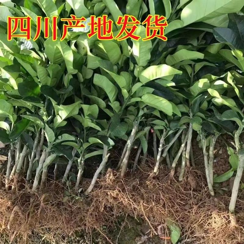 正宗柚子苗，红心三红苗南北方种植盆栽地栽当年结果