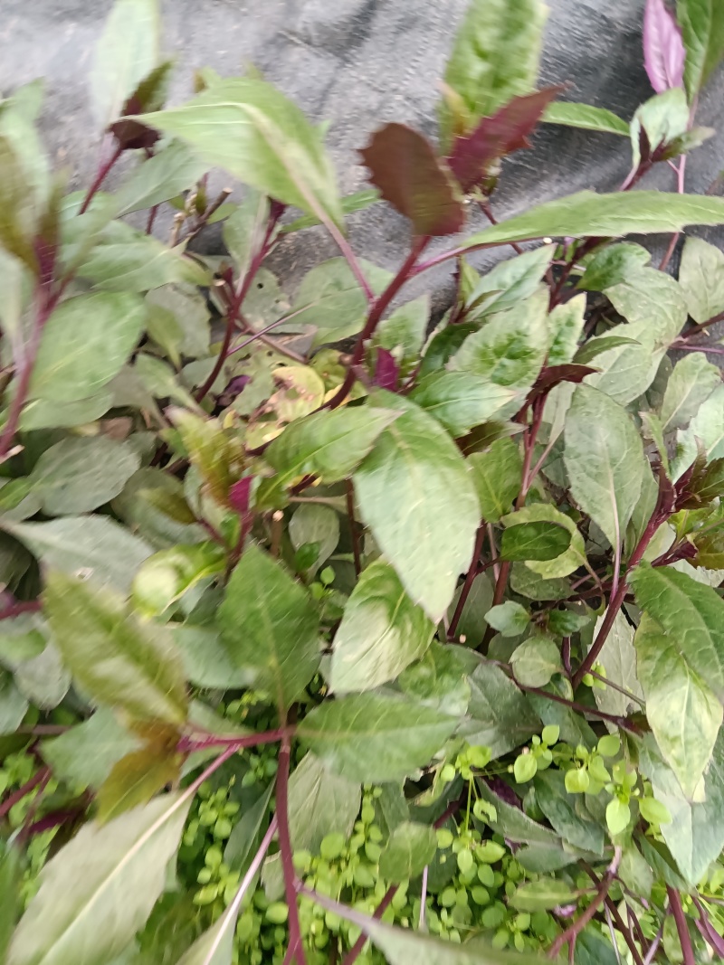 紫背菜紫背菜产地货源直发叶片鲜嫩苗龄40天育苗基地直发