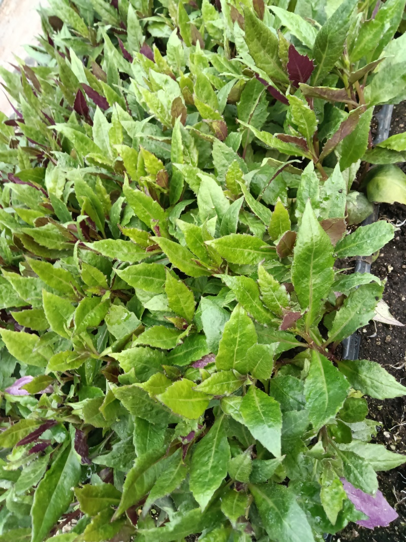 紫背菜紫背菜产地货源直发叶片鲜嫩苗龄40天育苗基地直发