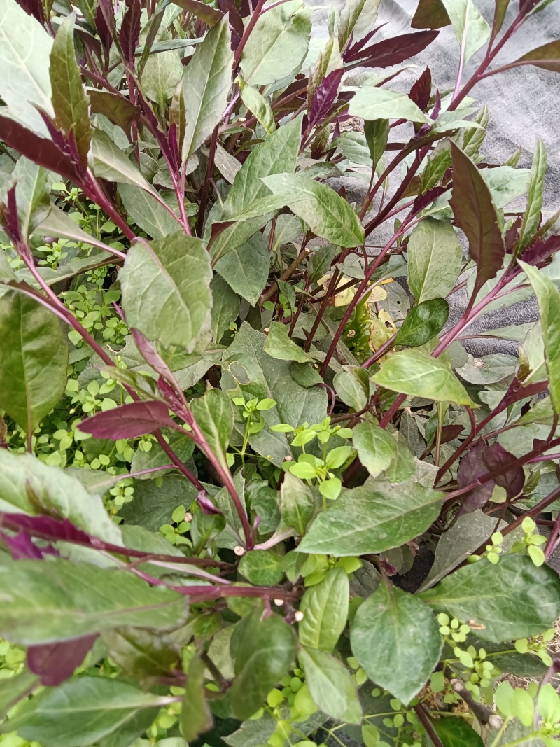 紫背菜紫背菜产地货源直发叶片鲜嫩苗龄40天育苗基地直发