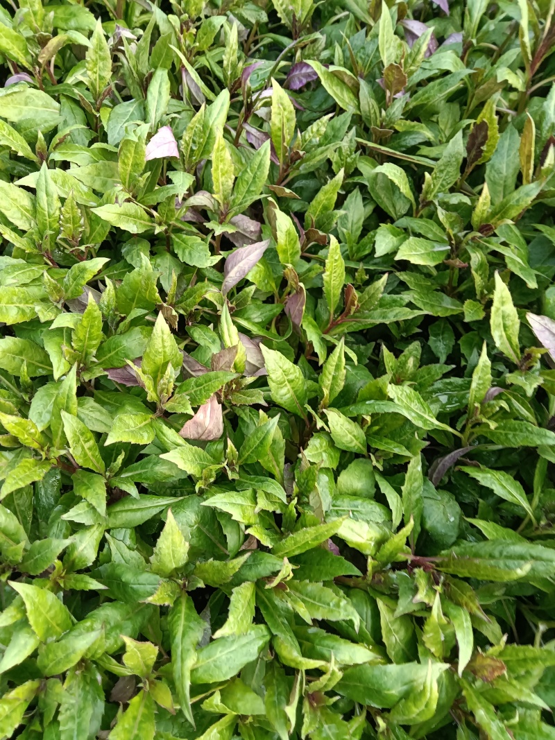 紫背菜紫背菜产地货源直发叶片鲜嫩苗龄40天育苗基地直发