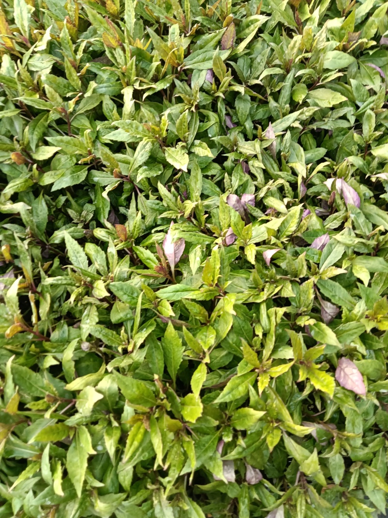 紫背菜紫背菜产地货源直发叶片鲜嫩苗龄40天育苗基地直发
