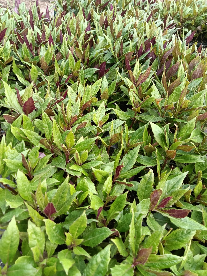紫背菜紫背菜产地货源直发叶片鲜嫩苗龄40天育苗基地直发