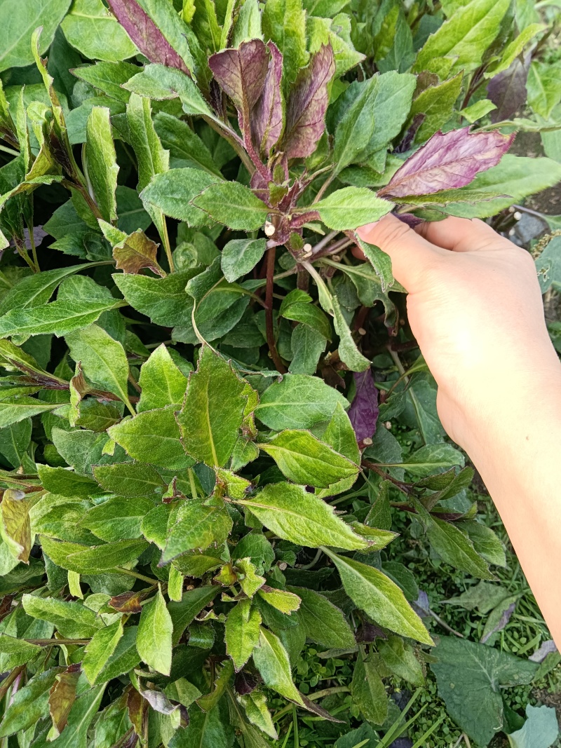 紫背菜紫背菜产地货源直发叶片鲜嫩苗龄40天育苗基地直发