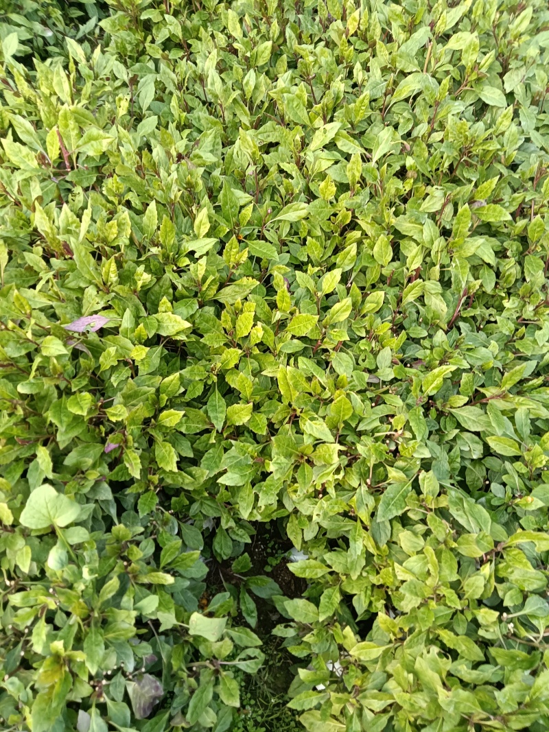 紫背菜紫背菜产地货源直发叶片鲜嫩苗龄40天育苗基地直发