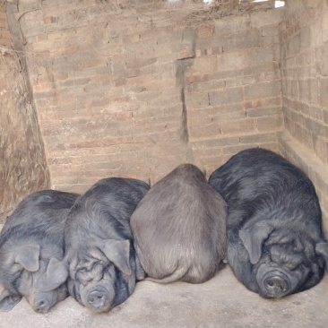 遵循古法养殖，肉质紧实弹嫩，纯粹而鲜美，蕴藏着山野精华