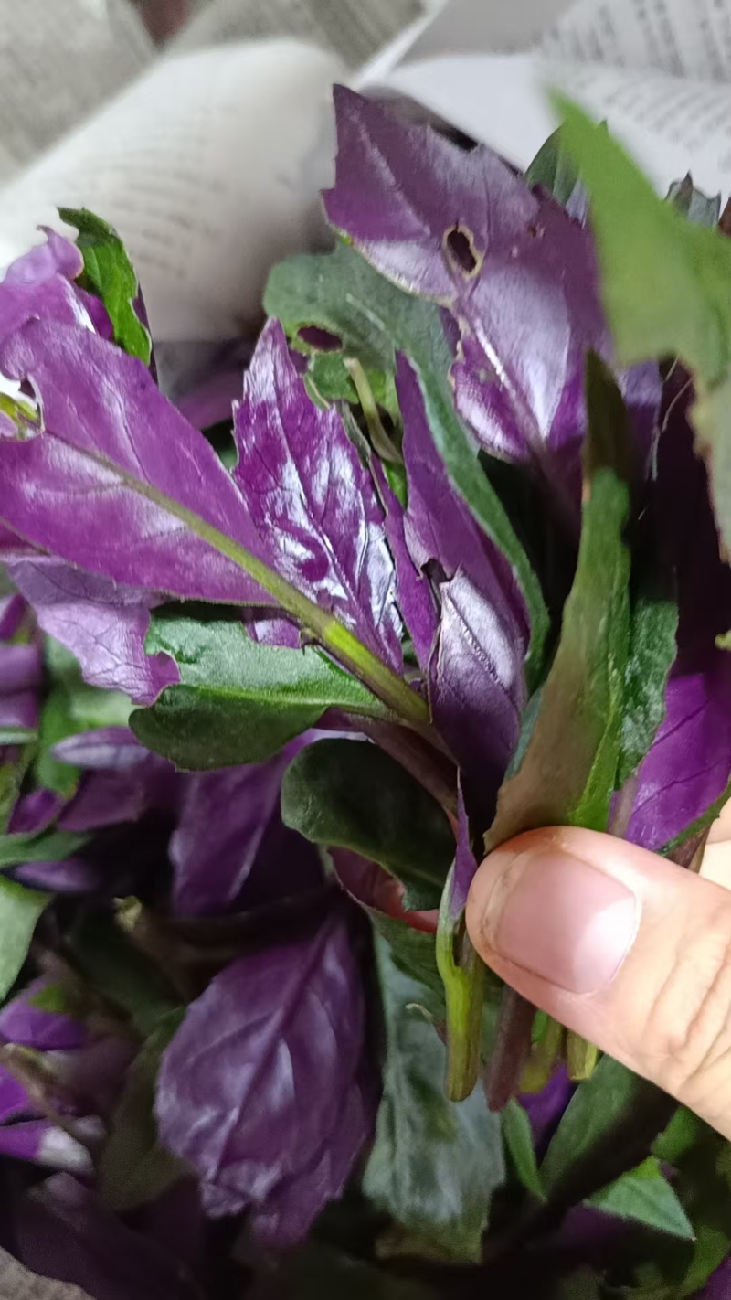 紫背菜紫背菜产地货源直发叶片鲜嫩苗龄40天育苗基地直发