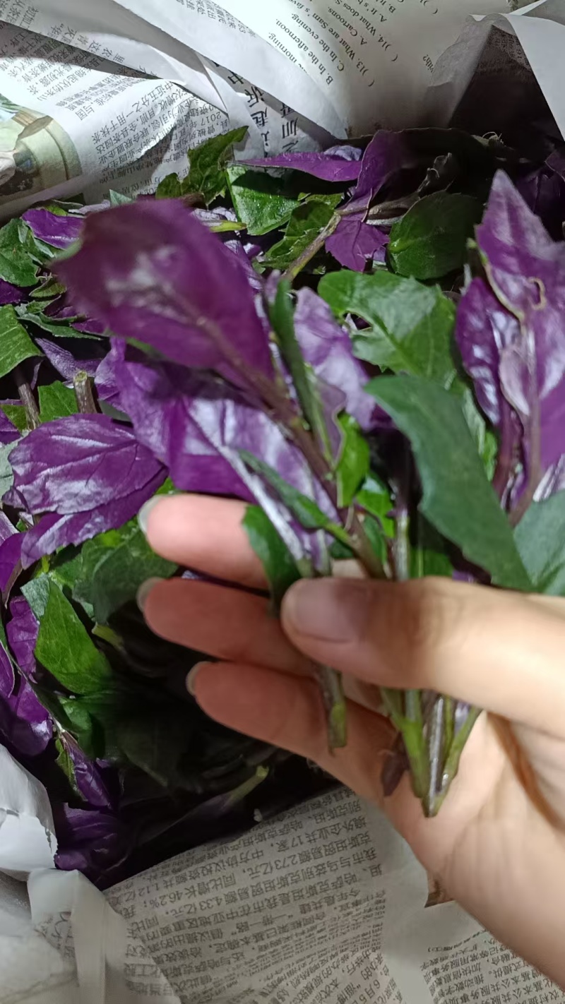 紫背菜紫背菜产地货源直发叶片鲜嫩苗龄40天育苗基地直发