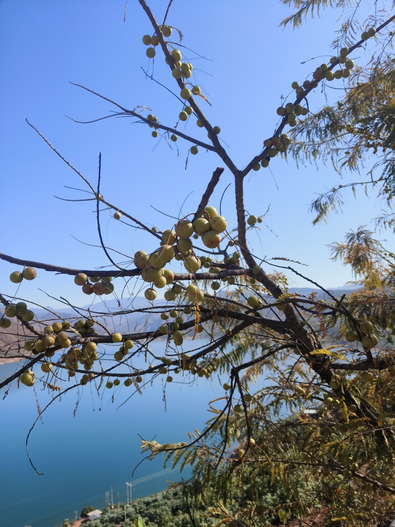 野生橄榄果