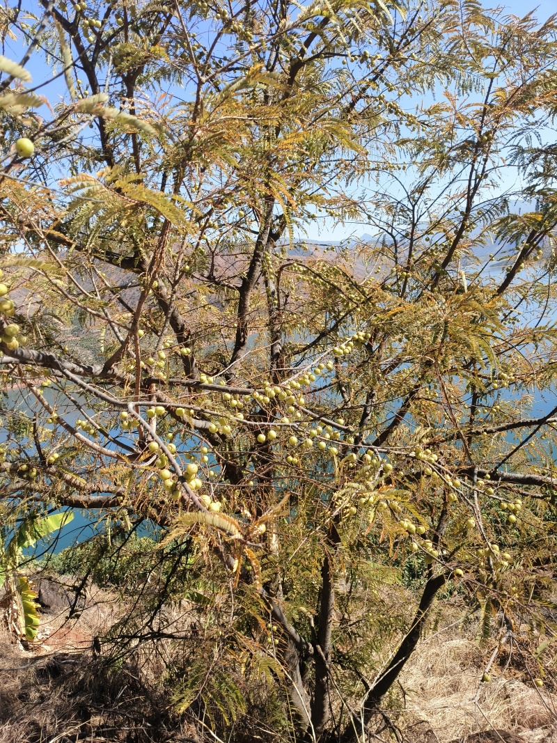 野生橄榄果