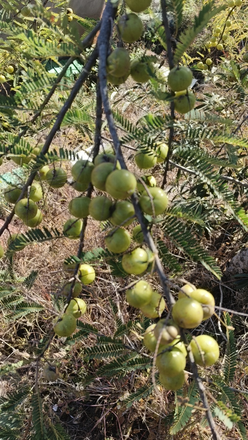 野生橄榄果