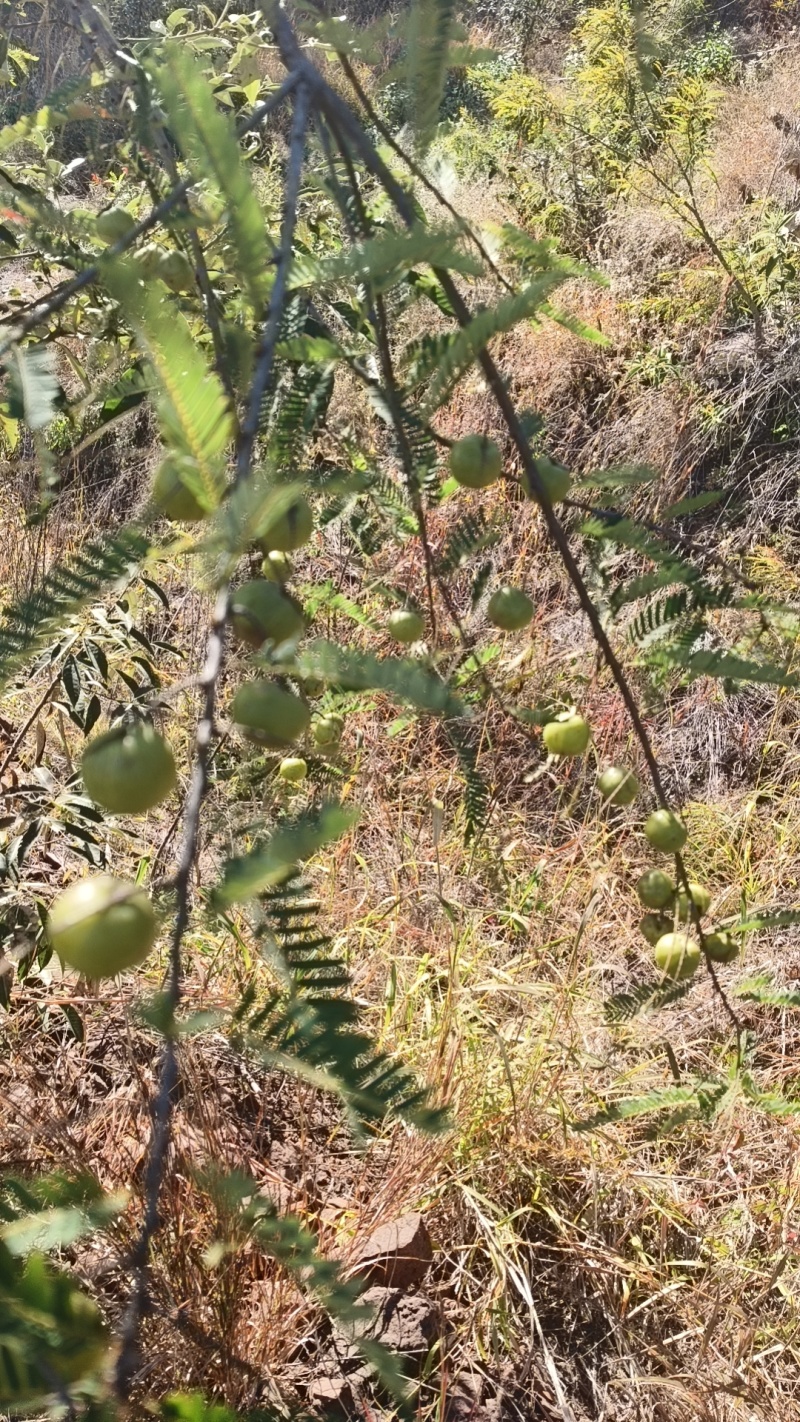 野生橄榄果