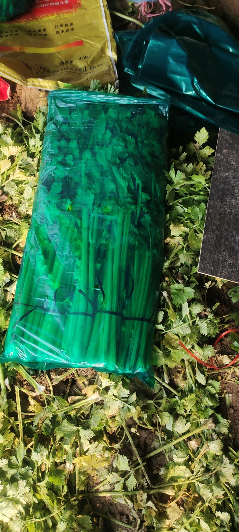 精品西芹皇后西芹芹菜可实地查看包食宿路费