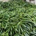 寿光水果黄瓜荷兰小黄瓜常年供应商超团购电商平台现摘现发