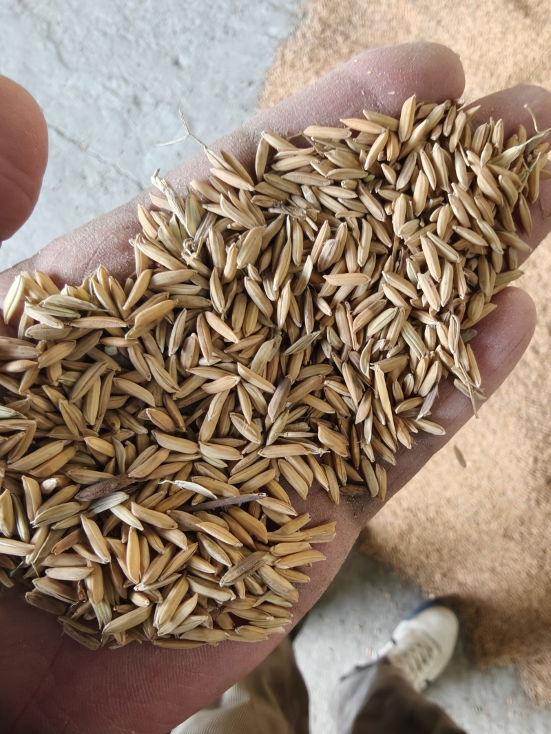 25年烘干饲料稻谷，鸡鸭鹅稻谷