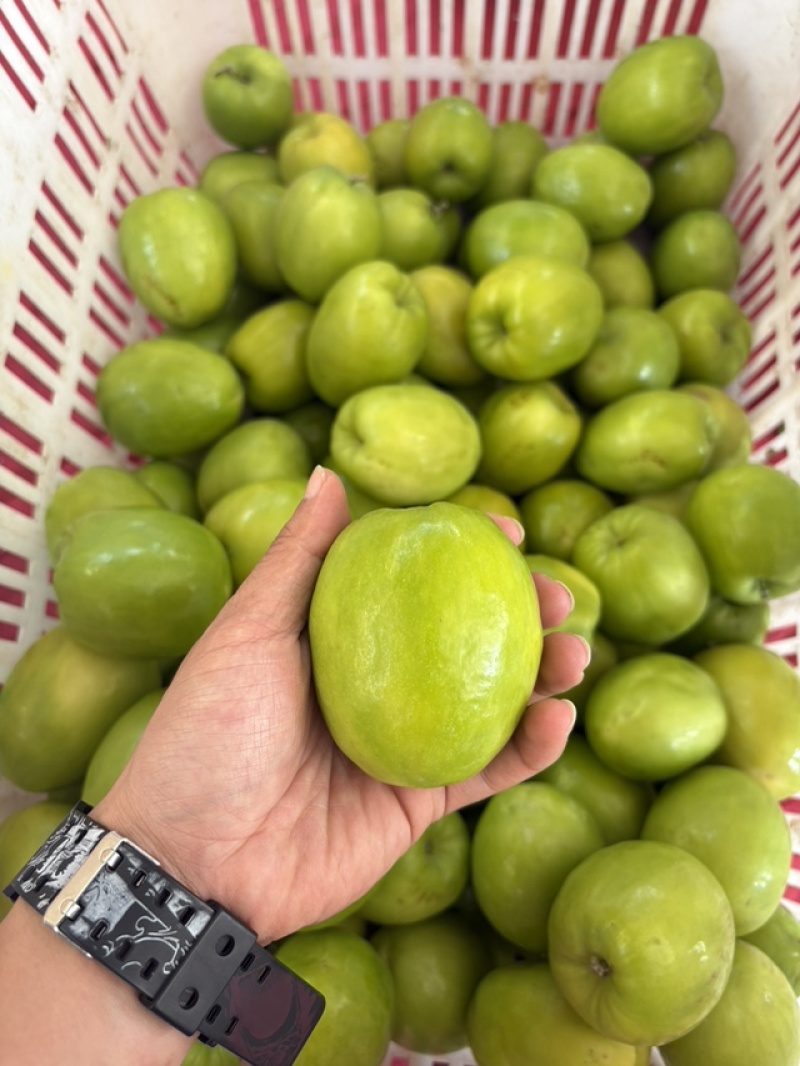 大青枣