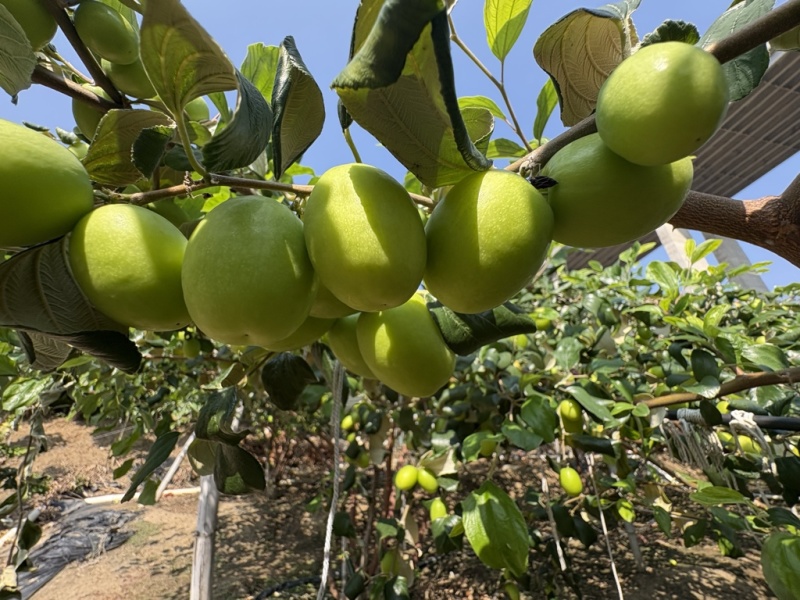 大青枣