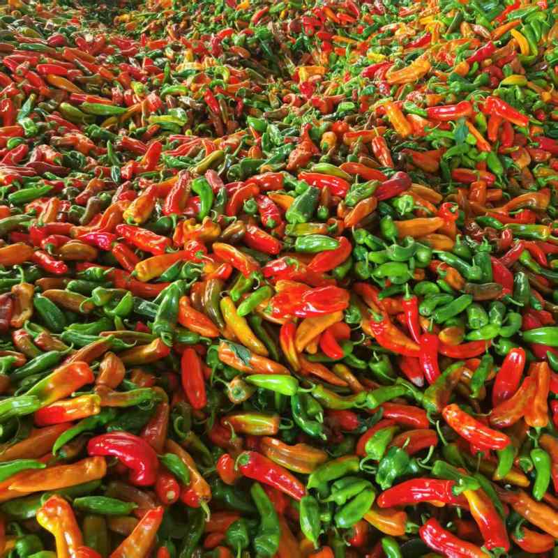 泡椒，花泡椒，青红泡椒产地直发量大价优欢迎随时联系看货