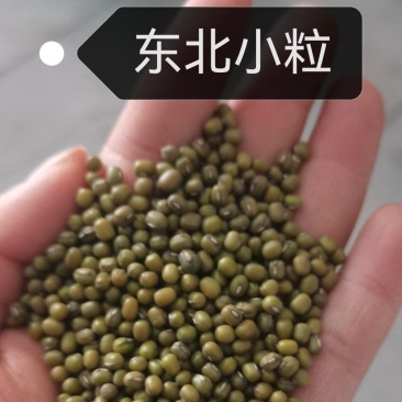 国产小粒绿豆芽绿豆东北小粒芽豆水培菜豆豆芽专豆子
