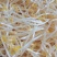 国产小粒绿豆芽绿豆东北小粒芽豆水培菜豆豆芽专豆子