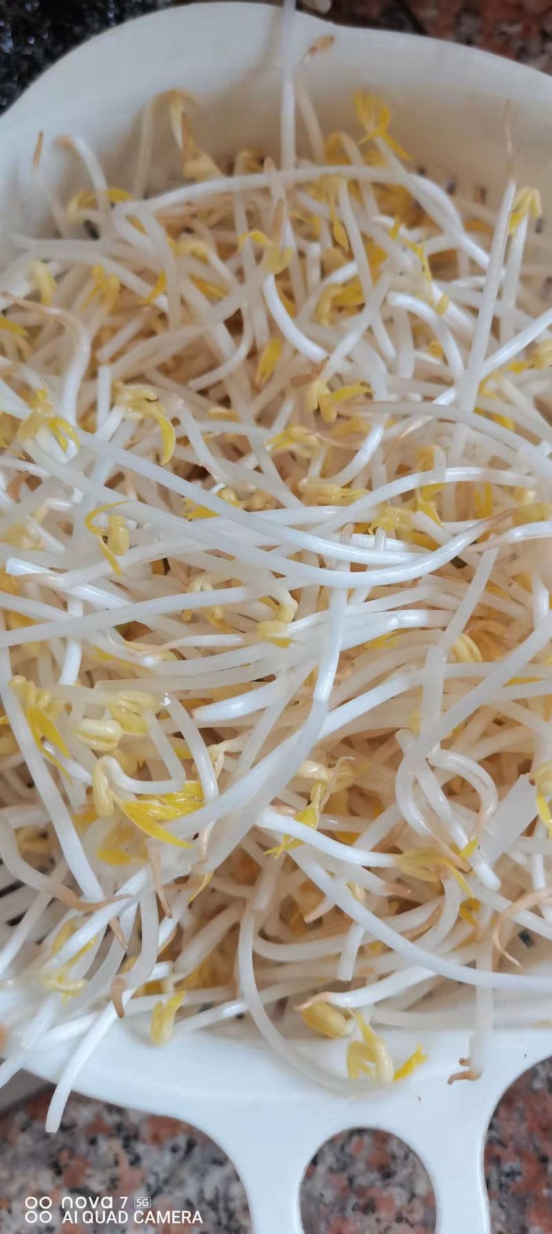 国产小粒绿豆芽绿豆东北小粒芽豆水培菜豆豆芽专豆子