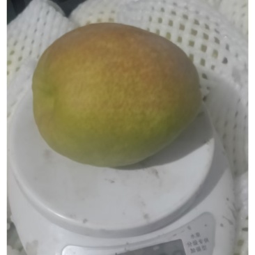 库尔勒香梨/