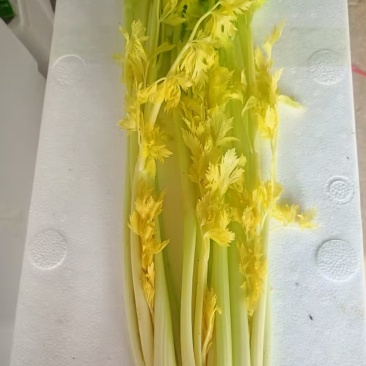 桂河芹菜寿光特产商超**菜品质保证