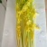 桂河芹菜寿光特产商超**菜品质保证