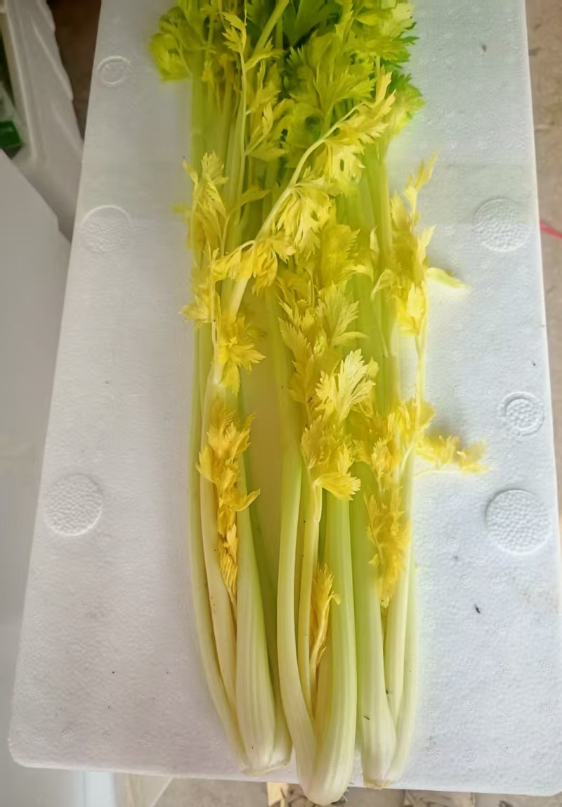 桂河芹菜寿光特产商超**菜品质保证