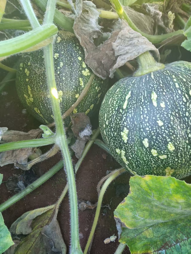 湛江QQ南瓜150亩