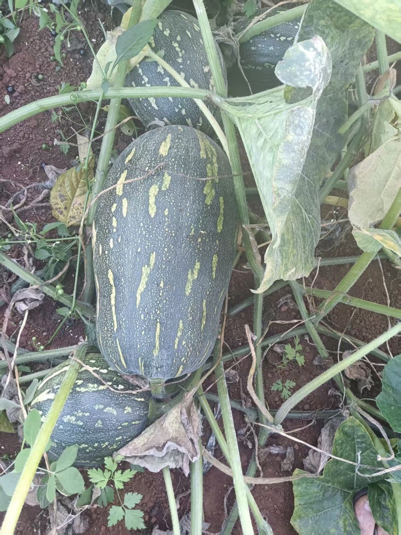 湛江QQ南瓜150亩