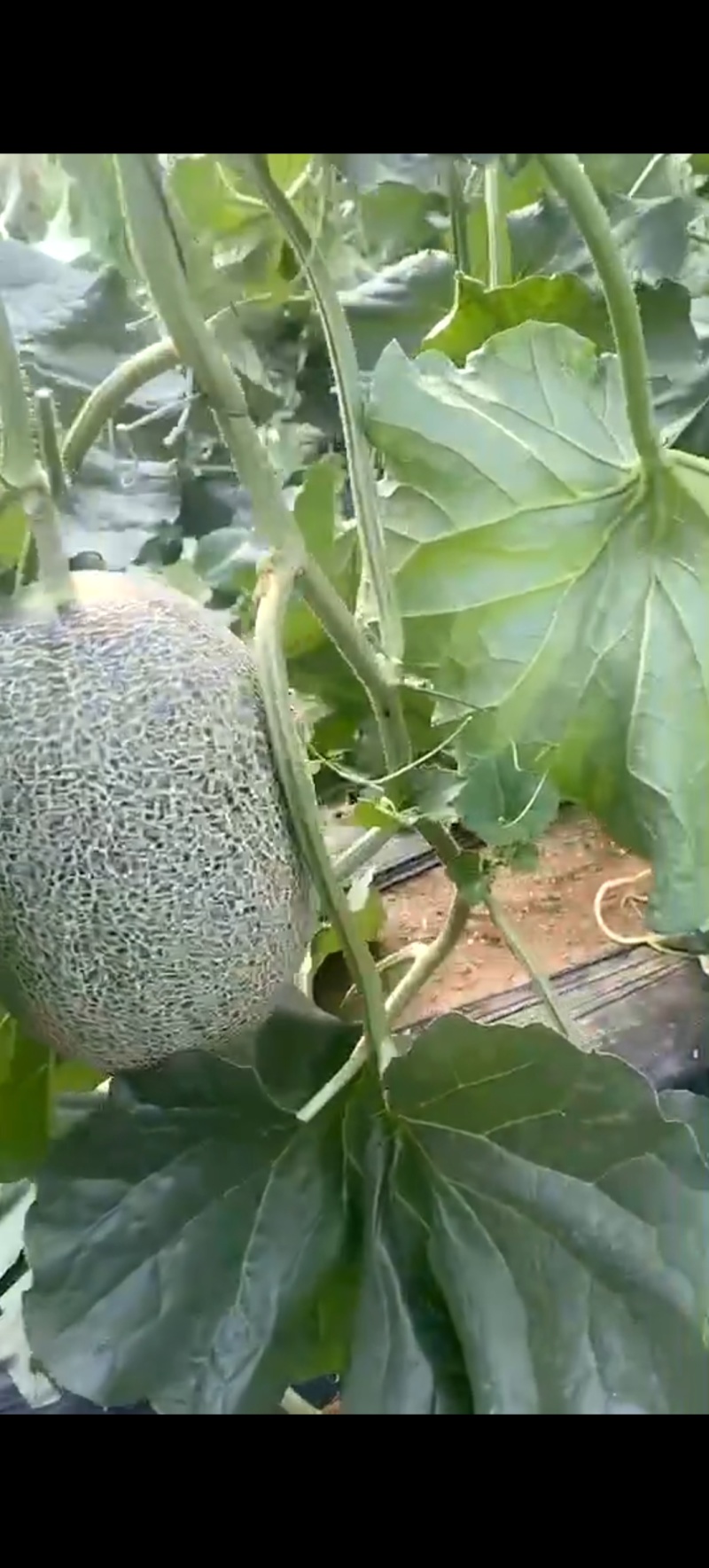 哈密瓜