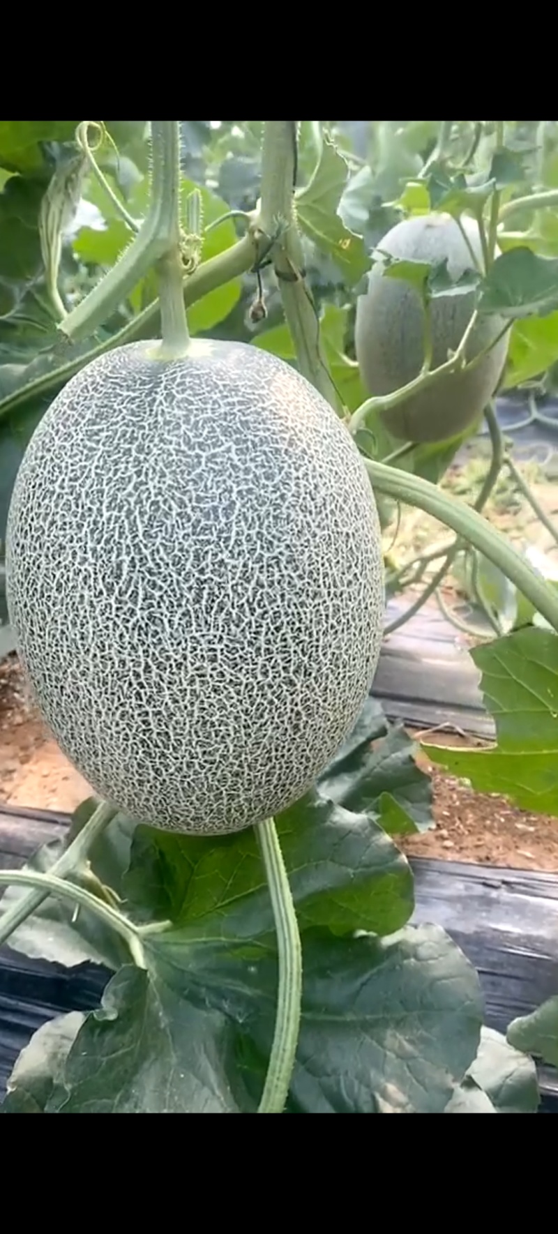 哈密瓜