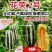 丰信恒农业花荣2号甜瓜种籽大红瓤酥脆耐裂绿肉博洋类型甜瓜