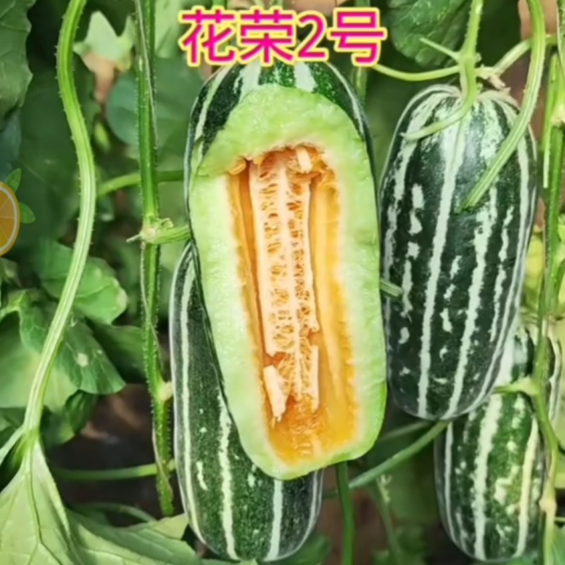 丰信恒农业花荣2号甜瓜种籽大红瓤酥脆耐裂绿肉博洋类型甜瓜
