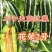 丰信恒农业花荣2号甜瓜种籽大红瓤酥脆耐裂绿肉博洋类型甜瓜