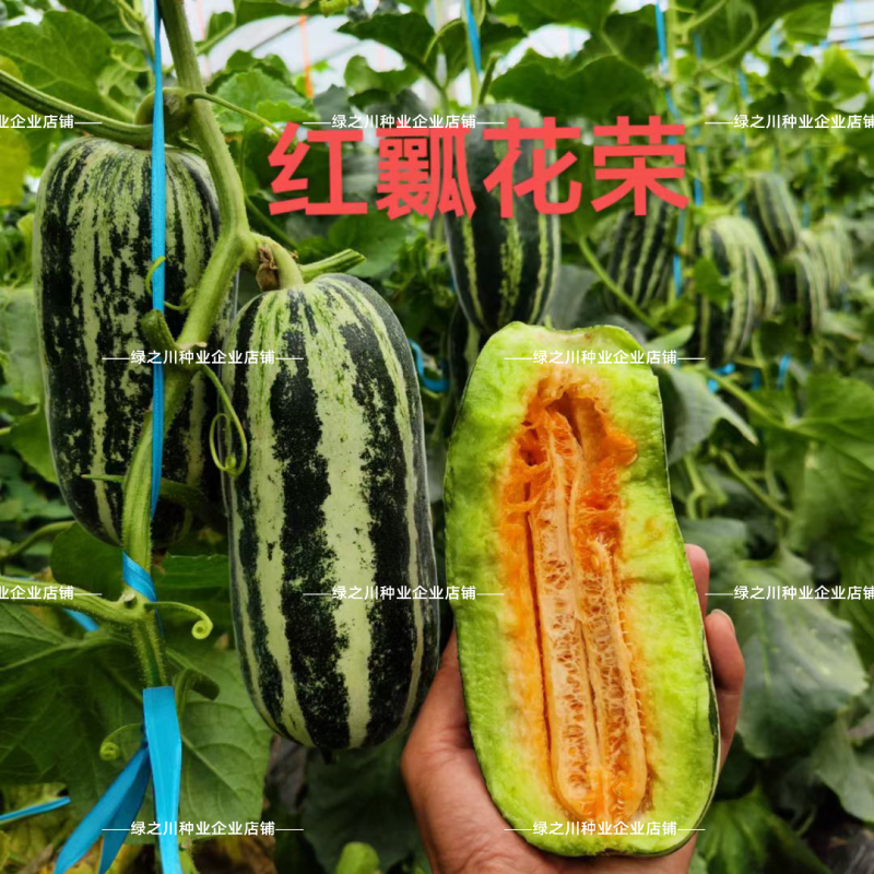 丰信恒农业花荣2号甜瓜种籽大红瓤酥脆耐裂绿肉博洋类型甜瓜