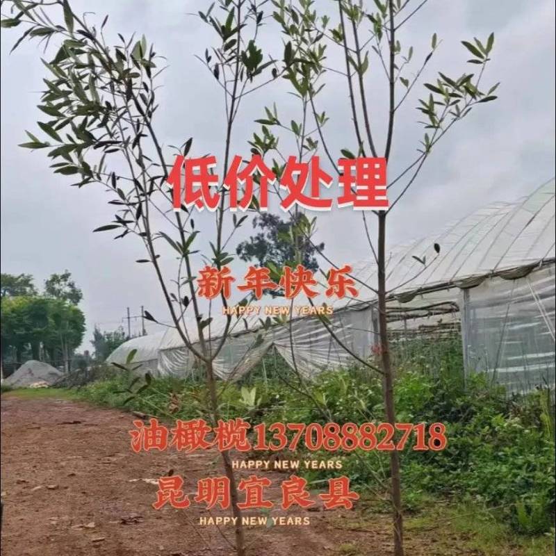 油橄榄树特价处理