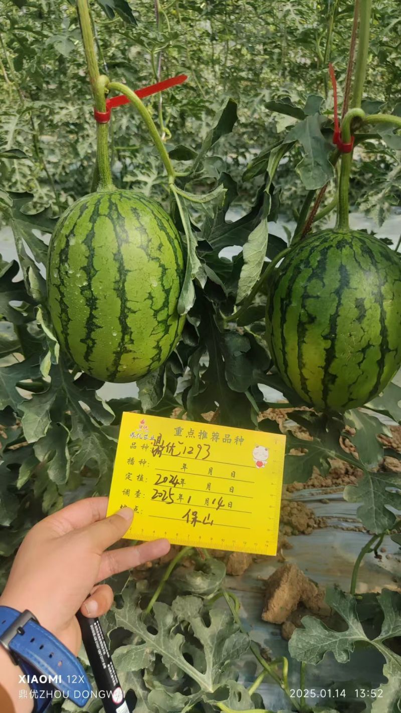 鼎优1293礼品西瓜早熟手剥皮西瓜大红肉耐热耐水晶